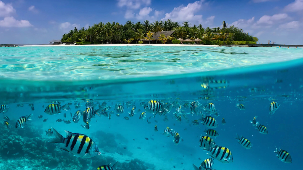 10-best-house-reefs-in-the-maldives