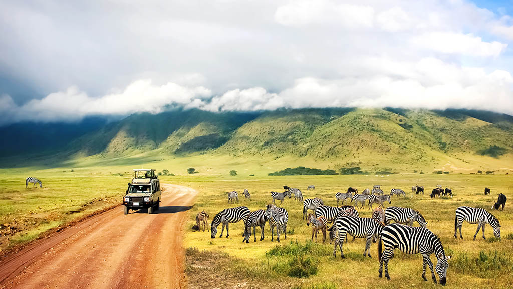 Wild nature of Africa. Zebras against mountains and clouds.  Safari in Ngorongoro Crater National park. Tanzania.
