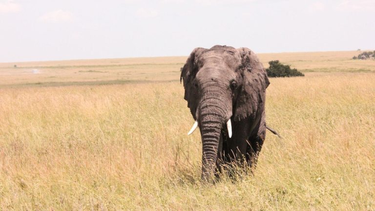 elephant africa safari