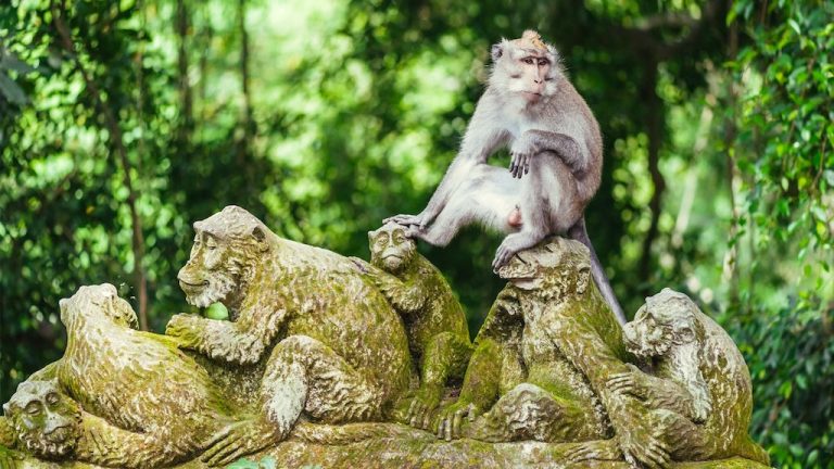 sacred monkey forest sanctuary ubud bali