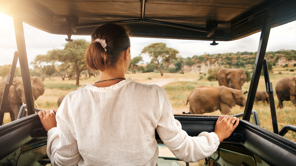 Safari, elephant, jeep