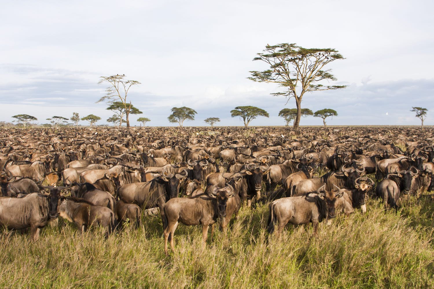 Read more about the article Serengeti