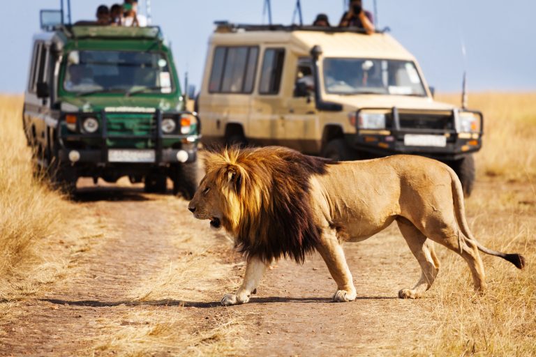 Maasai Mara lion crossing safari