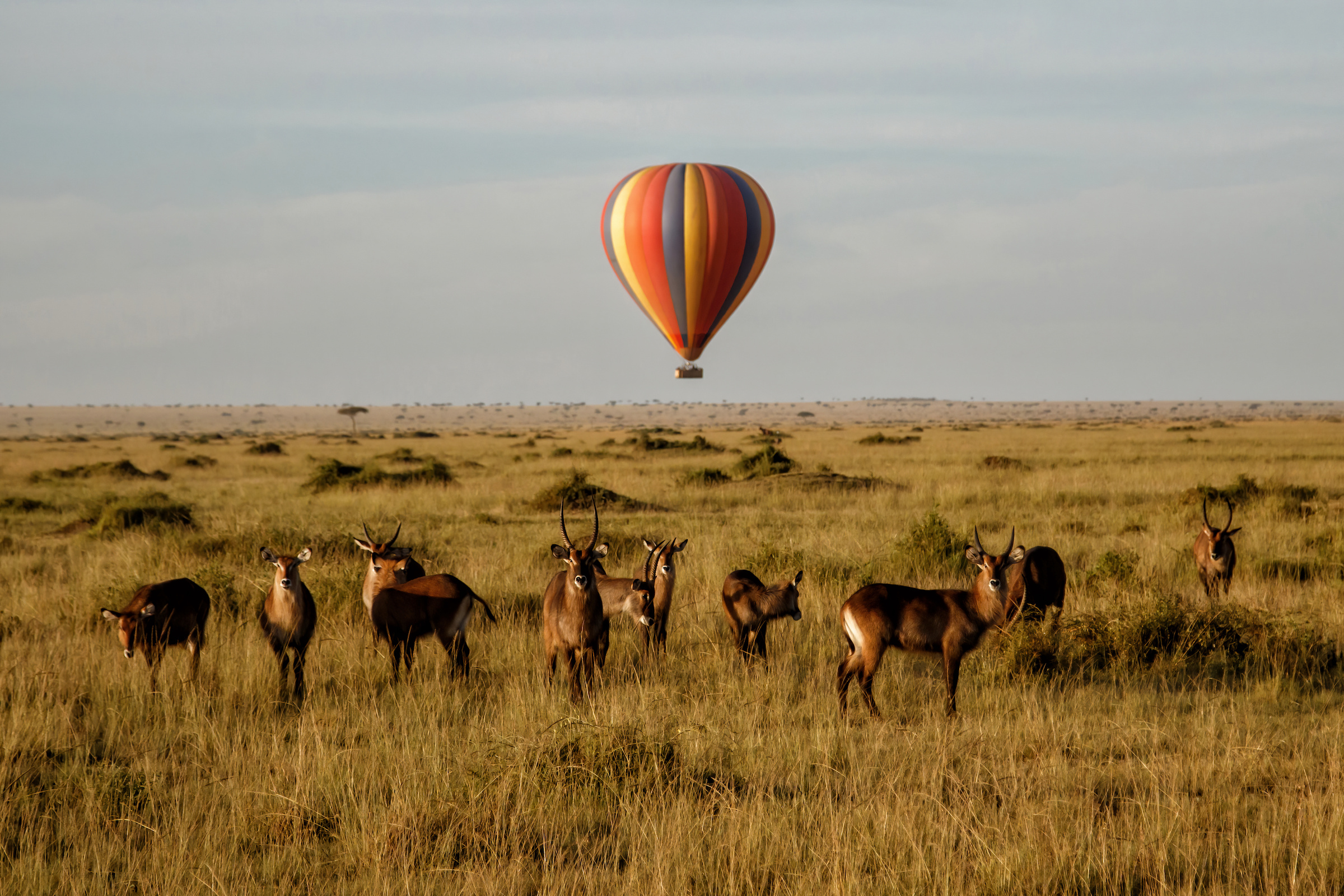 Read more about the article Maasai Mara