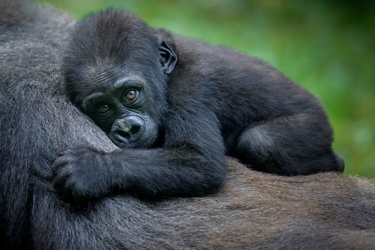 Rwanda Gorilla baby