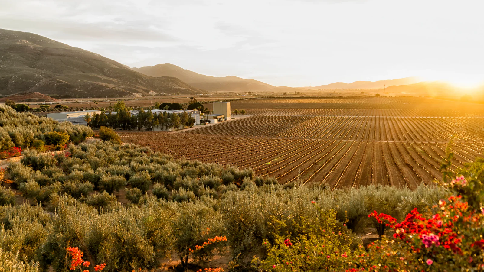 SommSelect-Wine-Travel-Valle-de-Guadalupe_-Mexico-image_set_1_img_1-13445-large